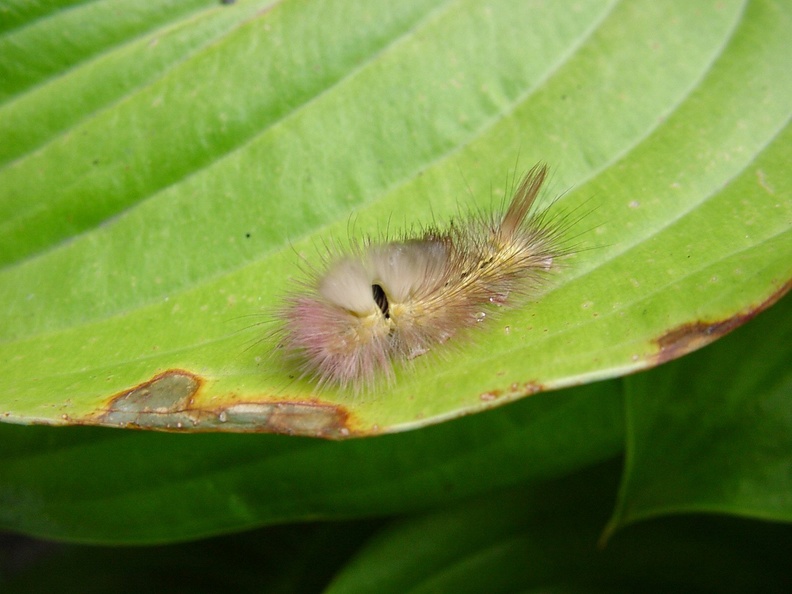 Buchen-Streckfuß (Calliteara pudibunda)